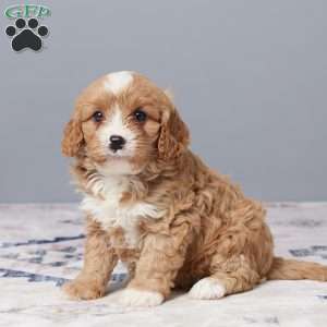 Riley, Cavapoo Puppy